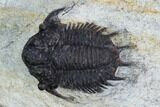 Scarce Acanthopyge Trilobite - Morocco #126921-2